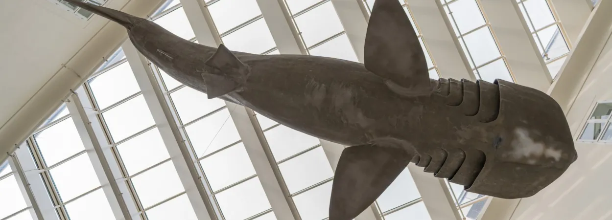 Hrvatski prirodoslovni muzej, Zagreb