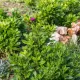 Vegetacija u kišnom vrtu