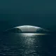 The Whale, Norveška